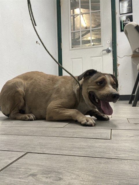 Photo of Nugget, adoptable Pit Bull Terrier in Lake Isabella, California