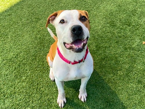 Photo of Griselda, adoptable Pit Bull Terrier in Orange, California