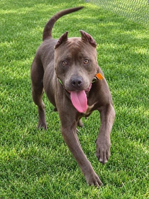 Photo of Ghost, adoptable American Staffordshire Terrier in Oklahoma City, Oklahoma