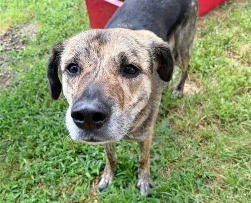 Photo of Cherry Pie, adoptable Terrier in St. Louis, Missouri
