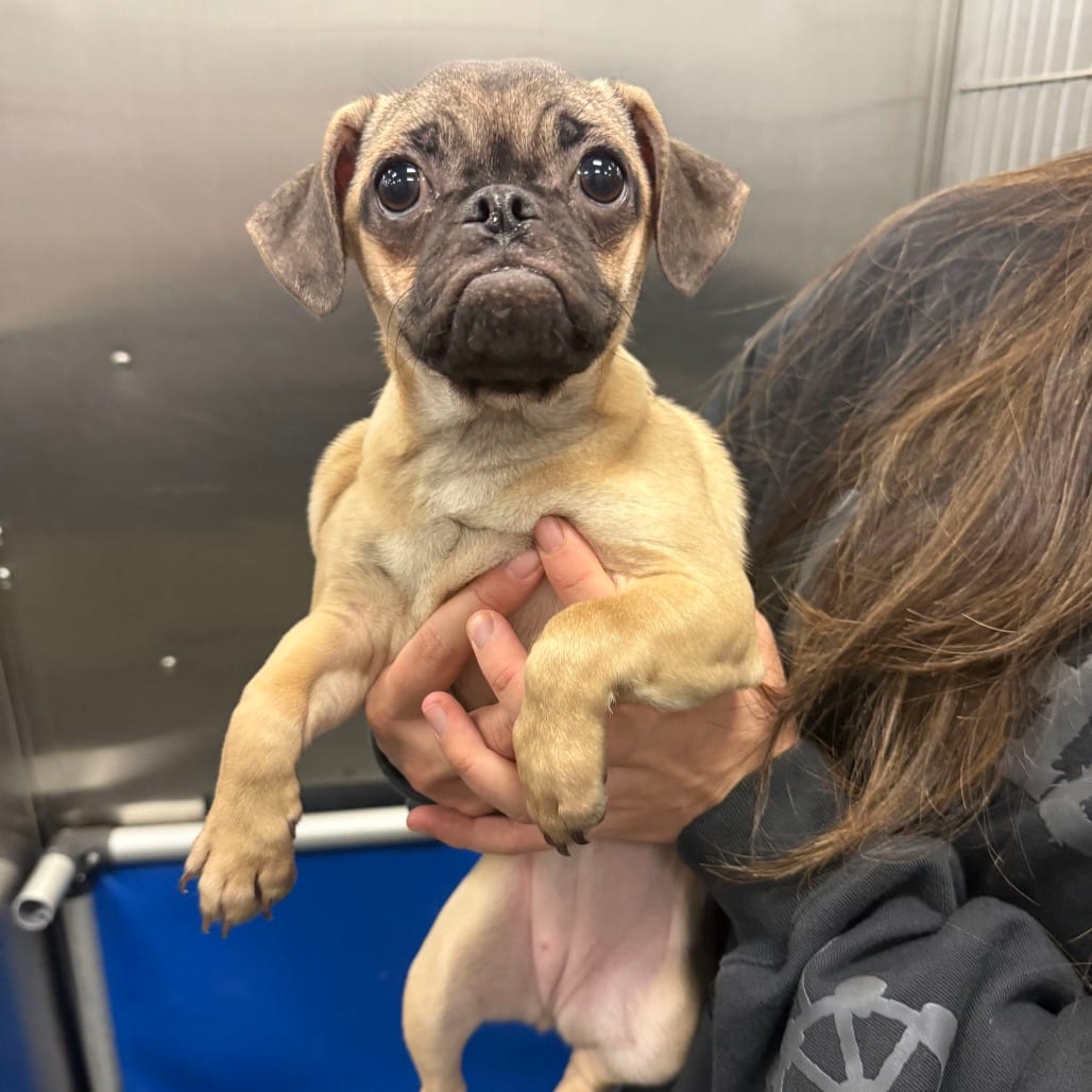 Photo of Dolly Pugton, adoptable Pug / Chihuahua