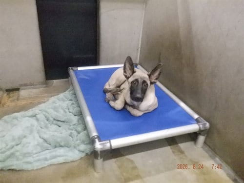 Photo of Pinto, adoptable Belgian Shepherd Malinois in Oroville, California