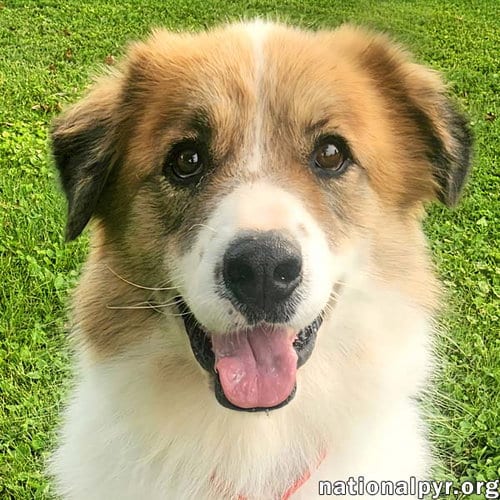 Photo of Runt in KY - Walks Great On Leash, adoptable Great Pyrenees in Beacon, New York