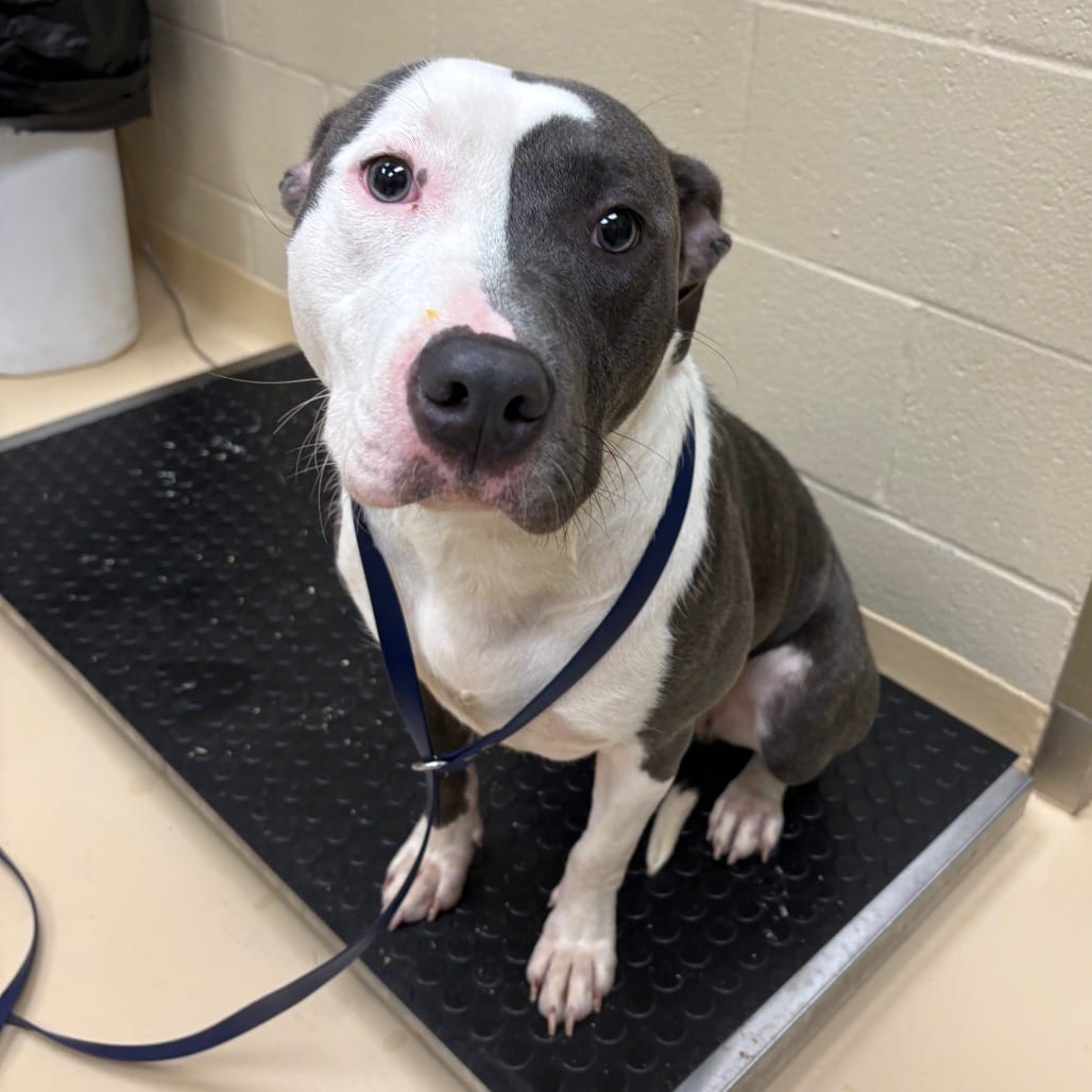 Photo of Trixie, adoptable Terrier, Pit Bull / Mixed Breed (Medium) in Winston-Salem, North Carolina