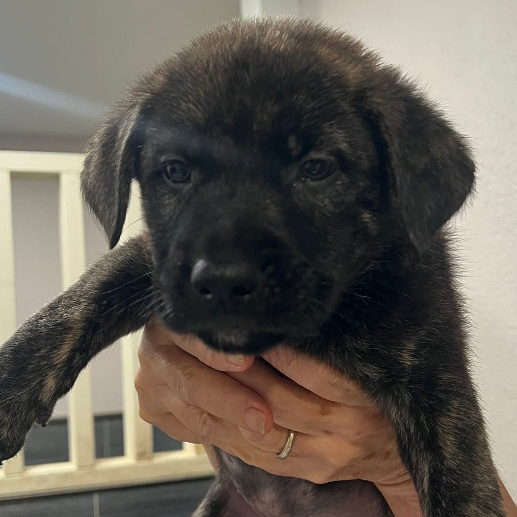 Photo of Chocolate, adoptable Shepherd / Mix in San Francisco, California