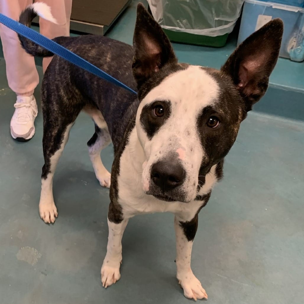 Photo of Dash, adoptable Mixed Breed (Large)