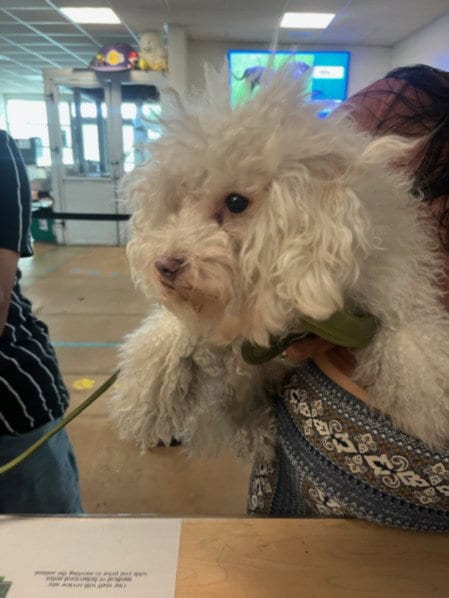 Photo of Zero, adoptable Maltese in Van Nuys, California