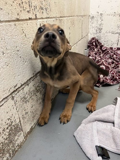 Photo of Gator, adoptable Labrador Retriever in Rowlett, Texas