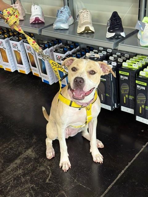 Photo of Happy, adoptable Pit Bull Terrier in Sugar Land, Texas