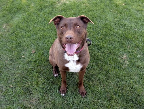 Photo of Scout, adoptable Labrador Retriever in San Clemente, California