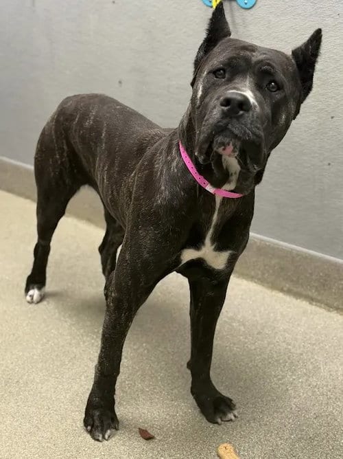 Photo of Nala, adoptable Cane Corso Mastiff in Las Vegas, Nevada