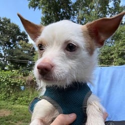 Photo of Asher 5536, adoptable Yorkie, Yorkshire Terrier Chihuahua in Loxahatchee, Florida
