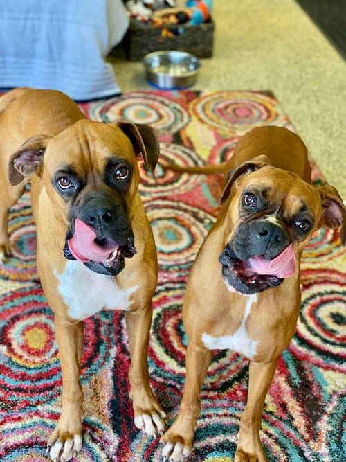 Photo of Evian, adoptable Boxer in Austin, Texas