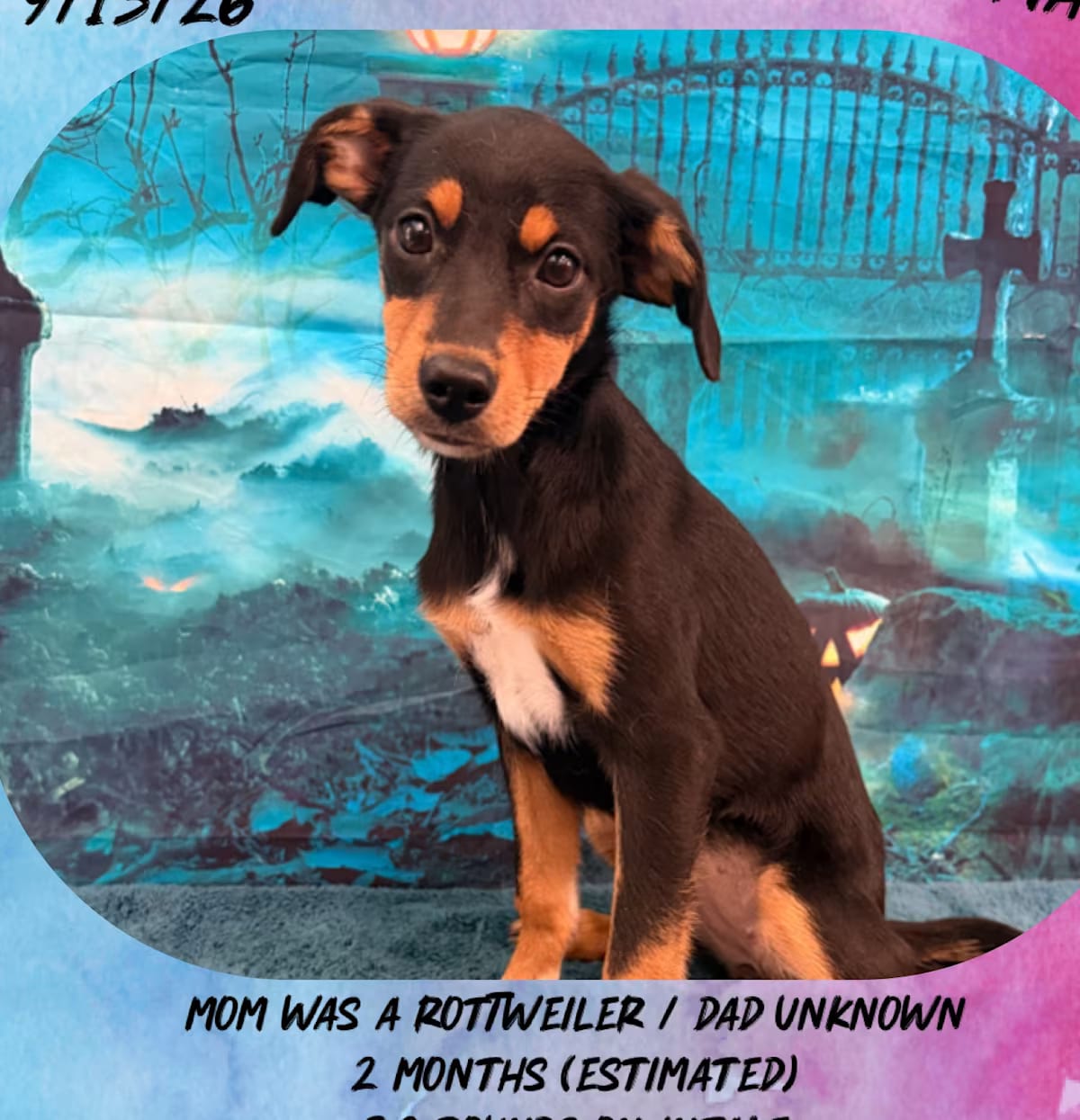 Photo of Whittney, adoptable Rottweiler/Mixed Breed (Large) in Manchester, Connecticut
