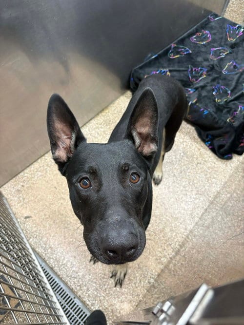 Photo of Xavier, adoptable Doberman Pinscher in Martinsburg, West Virginia