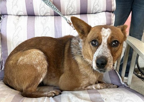 Photo of Calamity, adoptable Queensland Heeler in Lodi, California