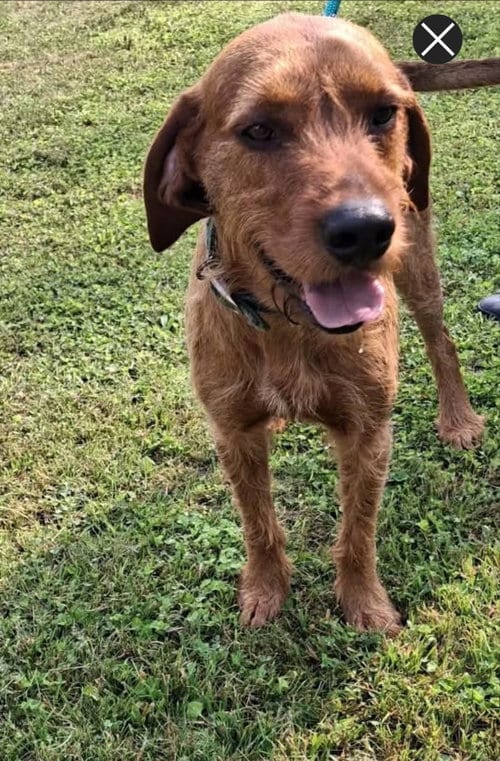 Photo of Slim Jim, adoptable Airedale Terrier in Westminster, Maryland