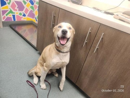 Photo of Hansen, adoptable Husky in Baytown, Texas