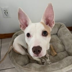 Photo of Maple, adoptable American Pit Bull Terrier Mixed Breed (Medium) in New York City, New York