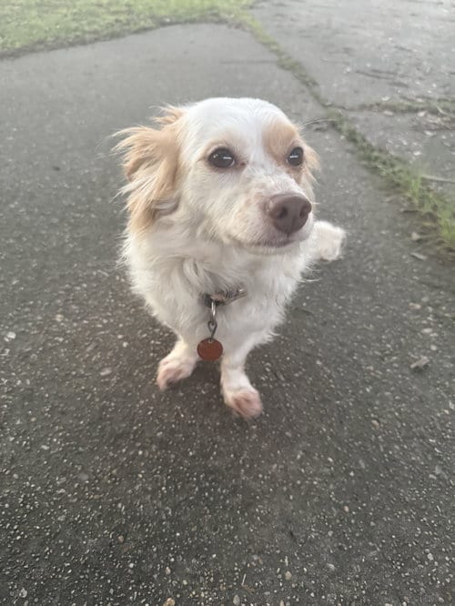 Photo of Freckles- sweet boy, adoptable Cavalier King Charles Spaniel in Oakhurst, New Jersey