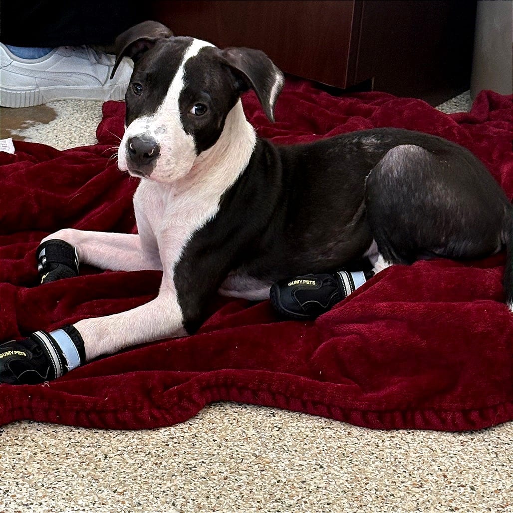 Photo of Bubble Gum, adoptable Mixed Breed (Medium) in Houston, Texas