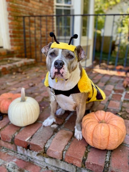 Photo of Pickles, adoptable dog in Atlanta, Georgia