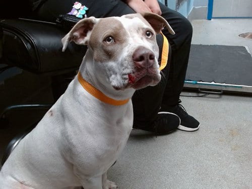 Photo of Magoo, adoptable American Pit Bull Terrier in Albuquerque, New Mexico