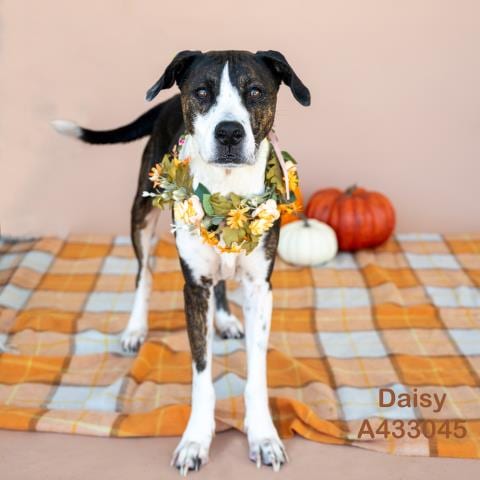 Photo of Daisy, adoptable Bull Terrier in Conroe, Texas