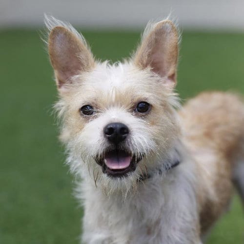 Photo of Stormie, adoptable Terrier in San Antonio, Texas
