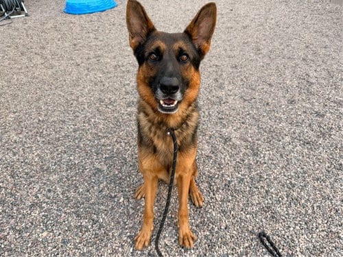 Photo of Ernie, adoptable German Shepherd Dog in Mesa, Arizona