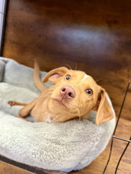 Photo of Cleveland, adoptable Feist in Hilton Head, South Carolina