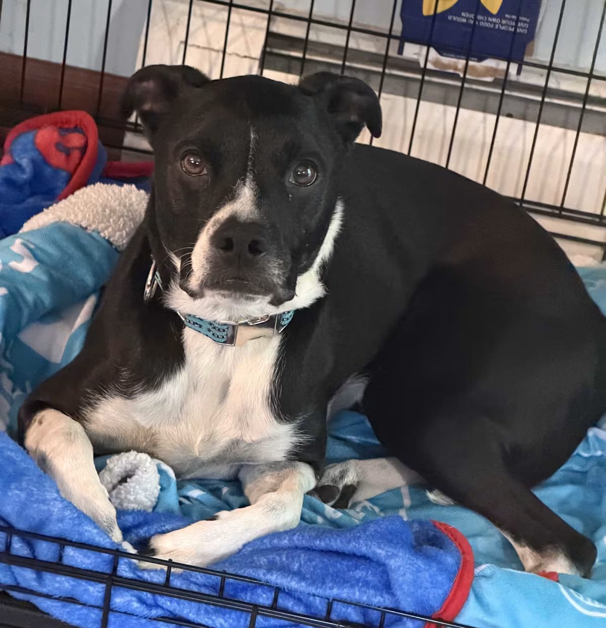 Photo of Frankie, adoptable Boston Terrier Mutt in Wolcott, Connecticut