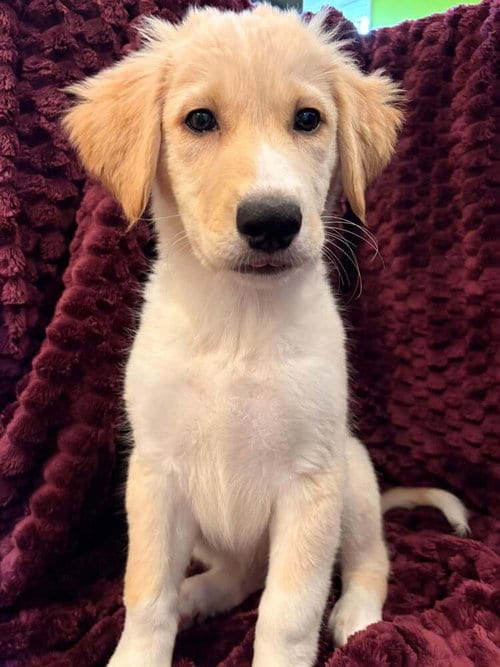 Photo of Joye, adoptable Terrier in Candler, North Carolina