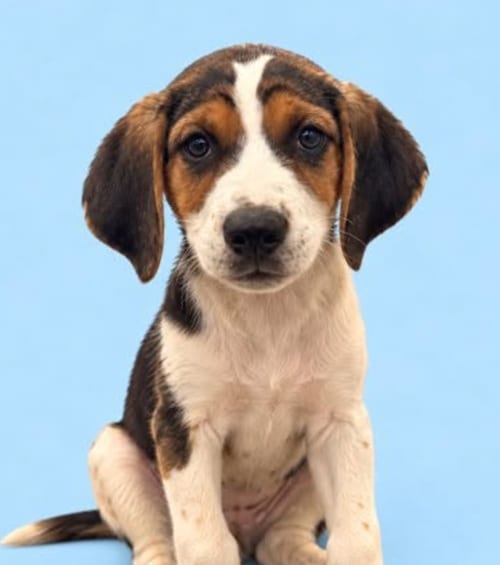 Photo of Autumn, adoptable Hound in Brooklyn, New York