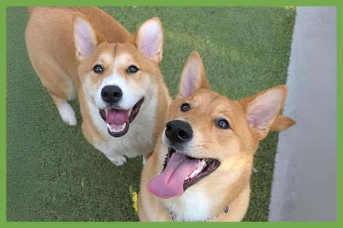 Photo of Koda and Sam, adoptable Shiba Inu in Amherst, Massachusetts