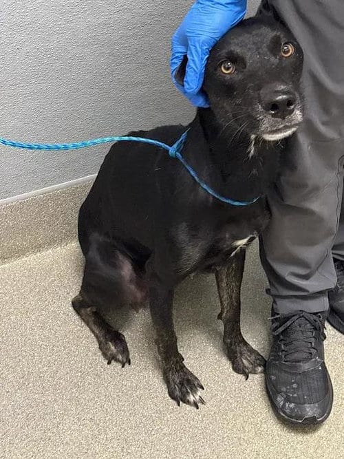 Photo of Lays, adoptable Labrador Retriever in Las Vegas, Nevada