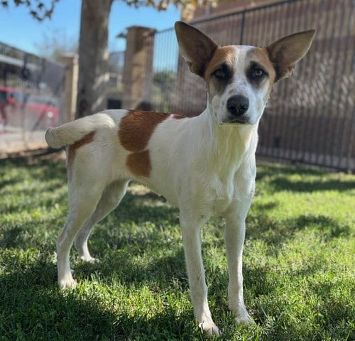 Photo of Dakota, adoptable Pit Bull Terrier in Riverside, California
