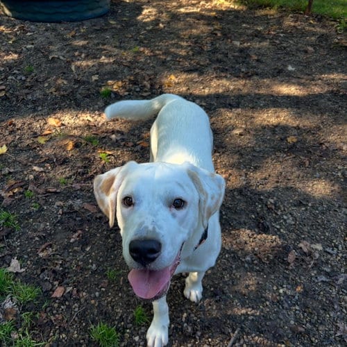 Photo of Bill, adoptable Hound in Holland, Michigan
