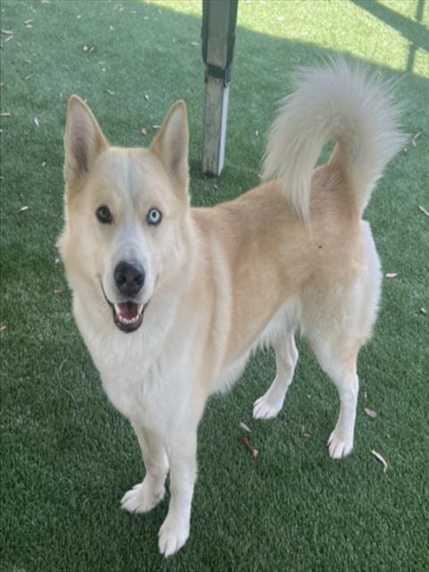 Photo of Larry, adoptable German Shepherd Dog in Los Angeles, California