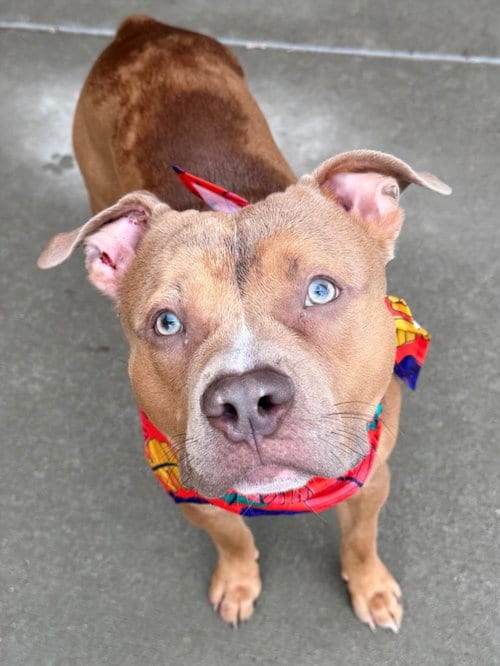 Photo of Oogie Boogy, adoptable Pit Bull Terrier in Tulsa, Oklahoma