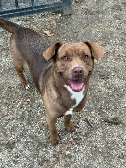 Photo of Snickers, adoptable Labrador Retriever in Riverside, California