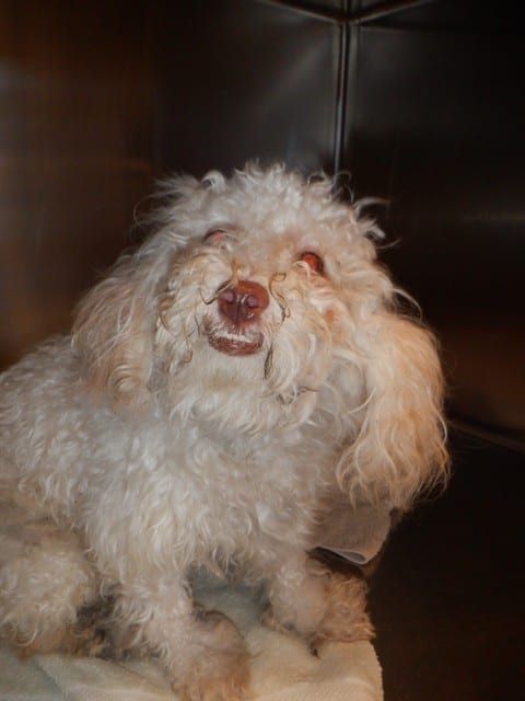 Photo of Senior Poodle - Miniature, adoptable Poodle - Miniature in San José, California