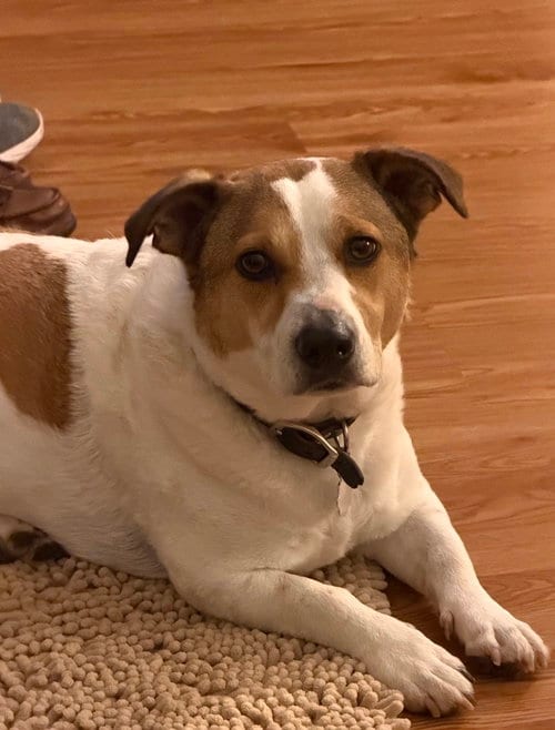 Photo of Buster, adoptable Jack Russell Terrier in Columbia, Tennessee