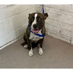 Photo of Sadie, adoptable American Pit Bull Terrier in San Bernardino, California