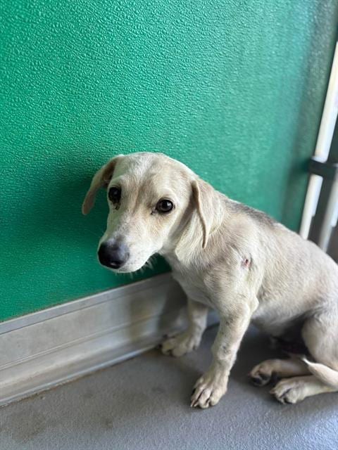 Photo of Fester, adoptable Chihuahua in Visalia, California