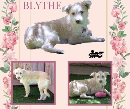Photo of Blythe, adoptable Terrier in Lindsay, California