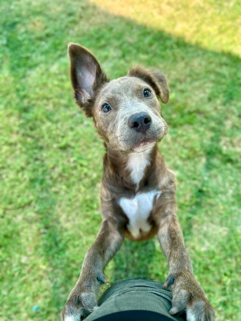 Photo of Waffles, adoptable Pit Bull Terrier in Temple, Texas