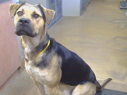 Photo of Khal Drogo, adoptable Mastiff in Sacramento, California