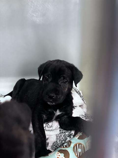Photo of A170236, adoptable Labrador Retriever in Bakersfield, California