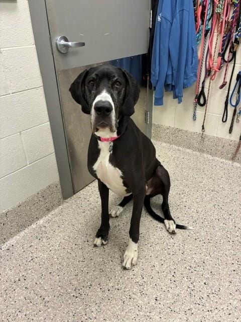 Photo of Madison, adoptable Great Dane in Brighton, Colorado